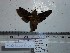  ( - BC-Mel 0791)  @12 [ ] Copyright (2010) Unspecified Research Collection of Tomas Melichar