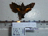  ( - BC-Mel 0803)  @12 [ ] Copyright (2010) Unspecified Research Collection of Tomas Melichar