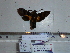  (Macroglossum schnitzleri - BC-Mel 0804)  @12 [ ] Copyright (2010) Unspecified Research Collection of Tomas Melichar