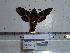  ( - BC-Mel 0809)  @13 [ ] Copyright (2010) Unspecified Research Collection of Tomas Melichar