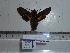  ( - BC-Mel 0814)  @13 [ ] Copyright (2010) Unspecified Research Collection of Tomas Melichar