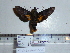  ( - BC-Mel 0840)  @11 [ ] Copyright (2010) Unspecified Research Collection of Tomas Melichar