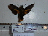  ( - BC-Mel 0842)  @11 [ ] Copyright (2010) Unspecified Research Collection of Tomas Melichar