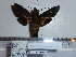  ( - BC-Mel 0845)  @12 [ ] Copyright (2010) Unspecified Research Collection of Tomas Melichar