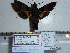  (Macroglossum kishidai - BC-Mel 0846)  @13 [ ] Copyright (2010) Unspecified Research Collection of Tomas Melichar