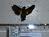  (Macroglossum caldum - BC-Mel 0849)  @12 [ ] Copyright (2010) Unspecified Research Collection of Tomas Melichar