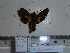  ( - BC-Mel 0850)  @11 [ ] Copyright (2010) Unspecified Research Collection of Tomas Melichar