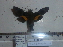  (Macroglossum nigellum - BC-Mel 0861)  @12 [ ] Copyright (2010) Unspecified Research Collection of Tomas Melichar