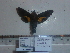  ( - BC-Mel 0863)  @12 [ ] Copyright (2010) Unspecified Research Collection of Tomas Melichar