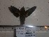  ( - BC-Mel 0866)  @11 [ ] Copyright (2010) Unspecified Research Collection of Tomas Melichar