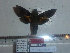 ( - BC-Mel 0869)  @11 [ ] Copyright (2010) Unspecified Research Collection of Tomas Melichar