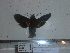  ( - BC-Mel 0872)  @11 [ ] Copyright (2010) Unspecified Research Collection of Tomas Melichar