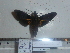 (Macroglossum albolineata - BC-Mel 0877)  @11 [ ] Copyright (2010) Unspecified Research Collection of Tomas Melichar