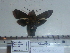  (Macroglossum micacea - BC-Mel 0879)  @11 [ ] Copyright (2010) Unspecified Research Collection of Tomas Melichar