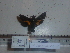  ( - BC-Mel 0883)  @12 [ ] Copyright (2010) Unspecified Research Collection of Tomas Melichar