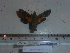  (Macroglossum particolor - BC-Mel 0891)  @11 [ ] Copyright (2010) Unspecified Research Collection of Tomas Melichar