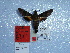  ( - BC-Mel 0907)  @12 [ ] Copyright (2010) Unspecified Research Collection of Tomas Melichar