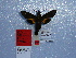  ( - BC-Mel 0910)  @13 [ ] Copyright (2010) Unspecified Research Collection of Tomas Melichar