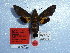  ( - BC-Mel 0911)  @13 [ ] Copyright (2010) Unspecified Research Collection of Tomas Melichar