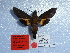  ( - BC-Mel 0912)  @13 [ ] Copyright (2010) Unspecified Research Collection of Tomas Melichar