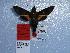  ( - BC-Mel 0914)  @11 [ ] Copyright (2010) Unspecified Research Collection of Tomas Melichar