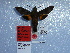  ( - BC-Mel 0915)  @11 [ ] Copyright (2010) Unspecified Research Collection of Tomas Melichar