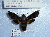  ( - BC-Mel 0918)  @12 [ ] Copyright (2010) Unspecified Research Collection of Tomas Melichar