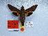  (Macroglossum trigi - BC-Mel 0919)  @13 [ ] Copyright (2010) Unspecified Research Collection of Tomas Melichar
