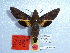  ( - BC-Mel 0920)  @12 [ ] Copyright (2010) Unspecified Research Collection of Tomas Melichar