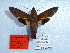  ( - BC-Mel 0922)  @13 [ ] Copyright (2010) Unspecified Research Collection of Tomas Melichar