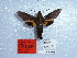  ( - BC-Mel 0924)  @12 [ ] Copyright (2010) Unspecified Research Collection of Tomas Melichar