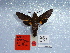  ( - BC-Mel 0926)  @12 [ ] Copyright (2010) Unspecified Research Collection of Tomas Melichar