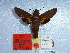  ( - BC-Mel 0929)  @11 [ ] Copyright (2010) Unspecified Research Collection of Tomas Melichar
