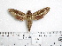  ( - BC-Mel 0944)  @13 [ ] Copyright (2010) Unspecified Research Collection of Tomas Melichar