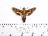  ( - BC-Mel 0952)  @13 [ ] Copyright (2010) Unspecified Research Collection of Tomas Melichar