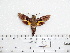  ( - BC-Mel 0953)  @13 [ ] Copyright (2010) Unspecified Research Collection of Tomas Melichar