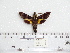  ( - BC-Mel 0959)  @13 [ ] Copyright (2010) Unspecified Research Collection of Tomas Melichar