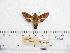  ( - BC-Mel 0961)  @11 [ ] Copyright (2010) Unspecified Research Collection of Tomas Melichar