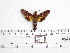  ( - BC-Mel 0962)  @13 [ ] Copyright (2010) Unspecified Research Collection of Tomas Melichar