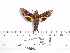  ( - BC-Mel 0964)  @13 [ ] Copyright (2010) Unspecified Research Collection of Tomas Melichar