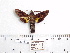  ( - BC-Mel 0965)  @13 [ ] Copyright (2010) Unspecified Research Collection of Tomas Melichar