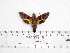  ( - BC-Mel 0967)  @13 [ ] Copyright (2010) Unspecified Research Collection of Tomas Melichar