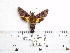  ( - BC-Mel 0968)  @13 [ ] Copyright (2010) Unspecified Research Collection of Tomas Melichar