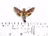  ( - BC-Mel 0969)  @13 [ ] Copyright (2010) Unspecified Research Collection of Tomas Melichar