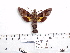  ( - BC-Mel 0971)  @14 [ ] Copyright (2010) Unspecified Research Collection of Tomas Melichar