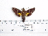  ( - BC-Mel 0972)  @12 [ ] Copyright (2010) Unspecified Research Collection of Tomas Melichar