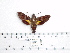  ( - BC-Mel 0974)  @12 [ ] Copyright (2010) Unspecified Research Collection of Tomas Melichar