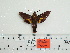  ( - BC-Mel 0980)  @12 [ ] Copyright (2010) Unspecified Research Collection of Tomas Melichar