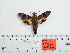  ( - BC-Mel 0983)  @12 [ ] Copyright (2010) Unspecified Research Collection of Tomas Melichar