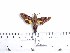  ( - BC-Mel 1008)  @13 [ ] Copyright (2010) Unspecified Research Collection of Tomas Melichar